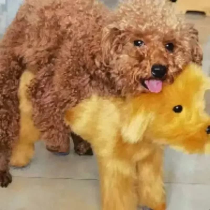Giocattoli del sesso del cane in silicone Farcito morbido Estrus Simulazione Imbracature di accoppiamento Cani maschi interattivi Forniture Accessori Prodotti per animali domestici