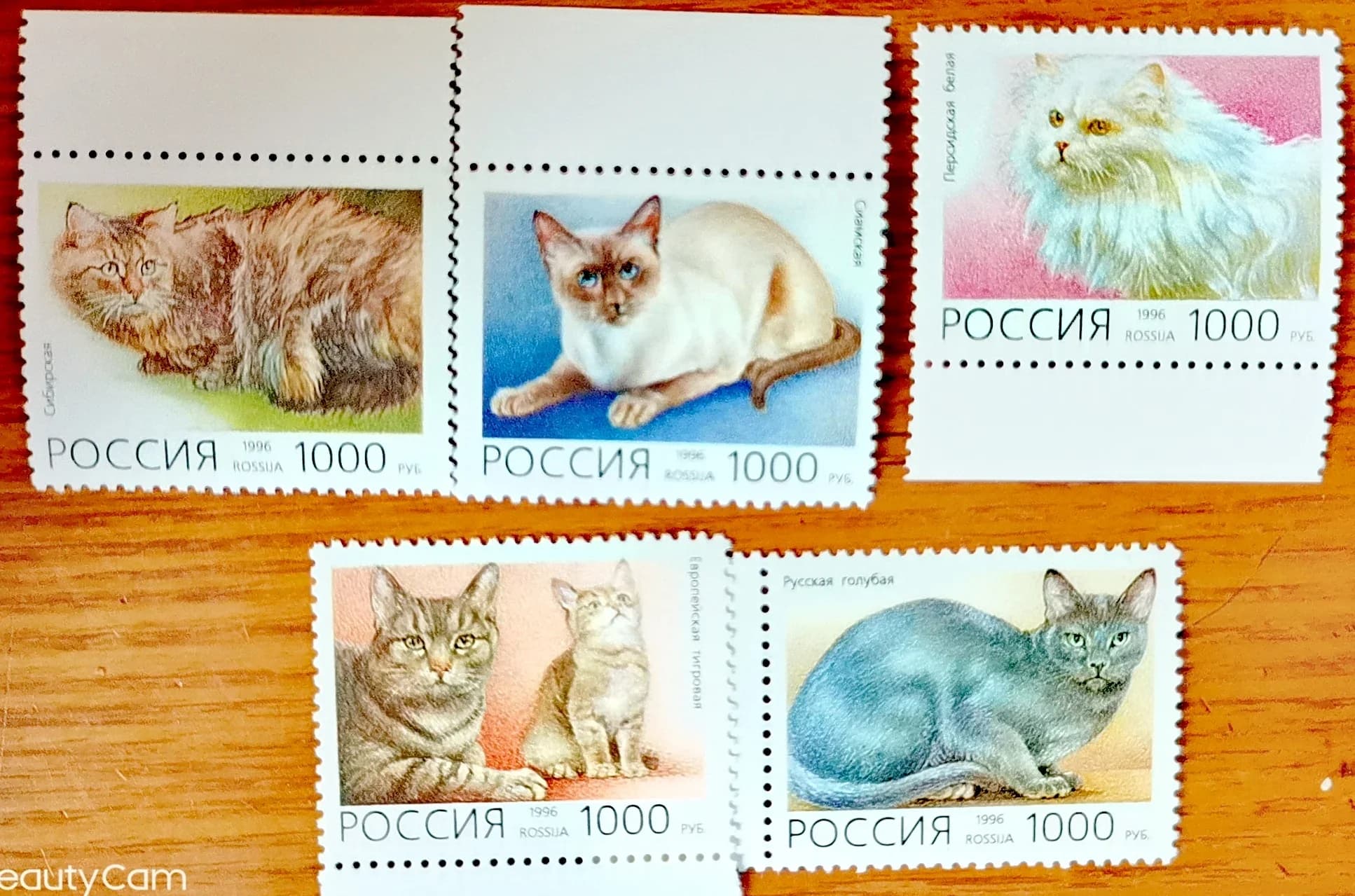 5Pcs/Set New Russia Post Stamp 1996 Pet Cats Postage Stamps MNH