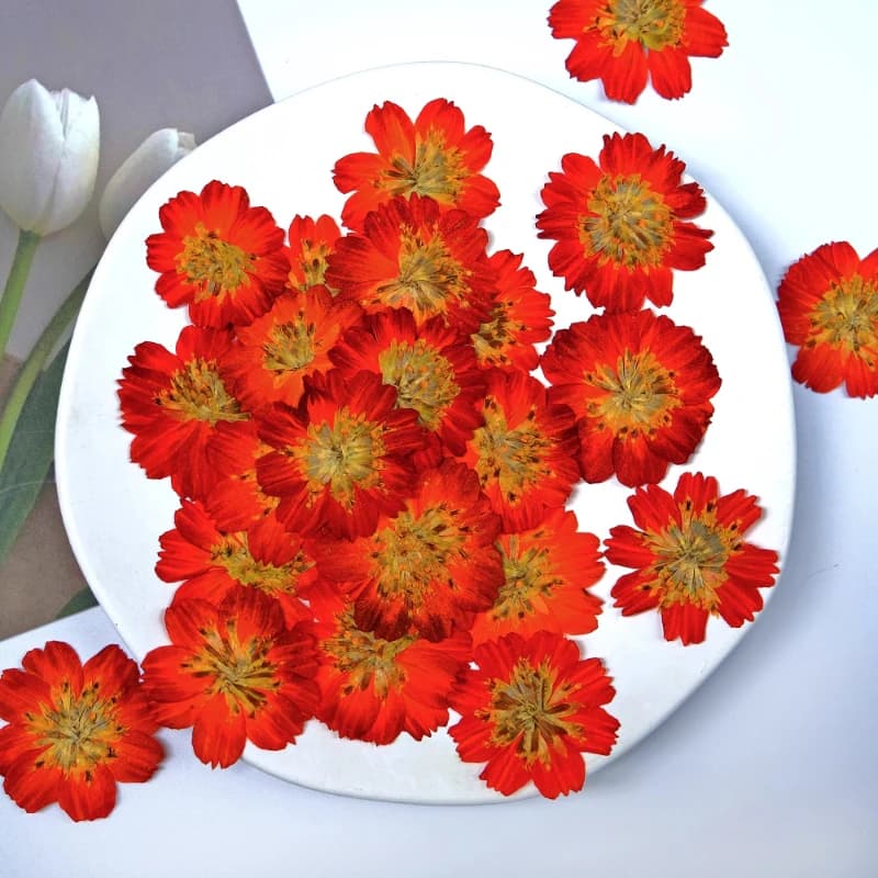 6 pezzi, kit di fiori secchi cosmos con vero zolfo pressato per custodia in resina fai da te cornice per foto creazione decorazione per trucco petalo viso