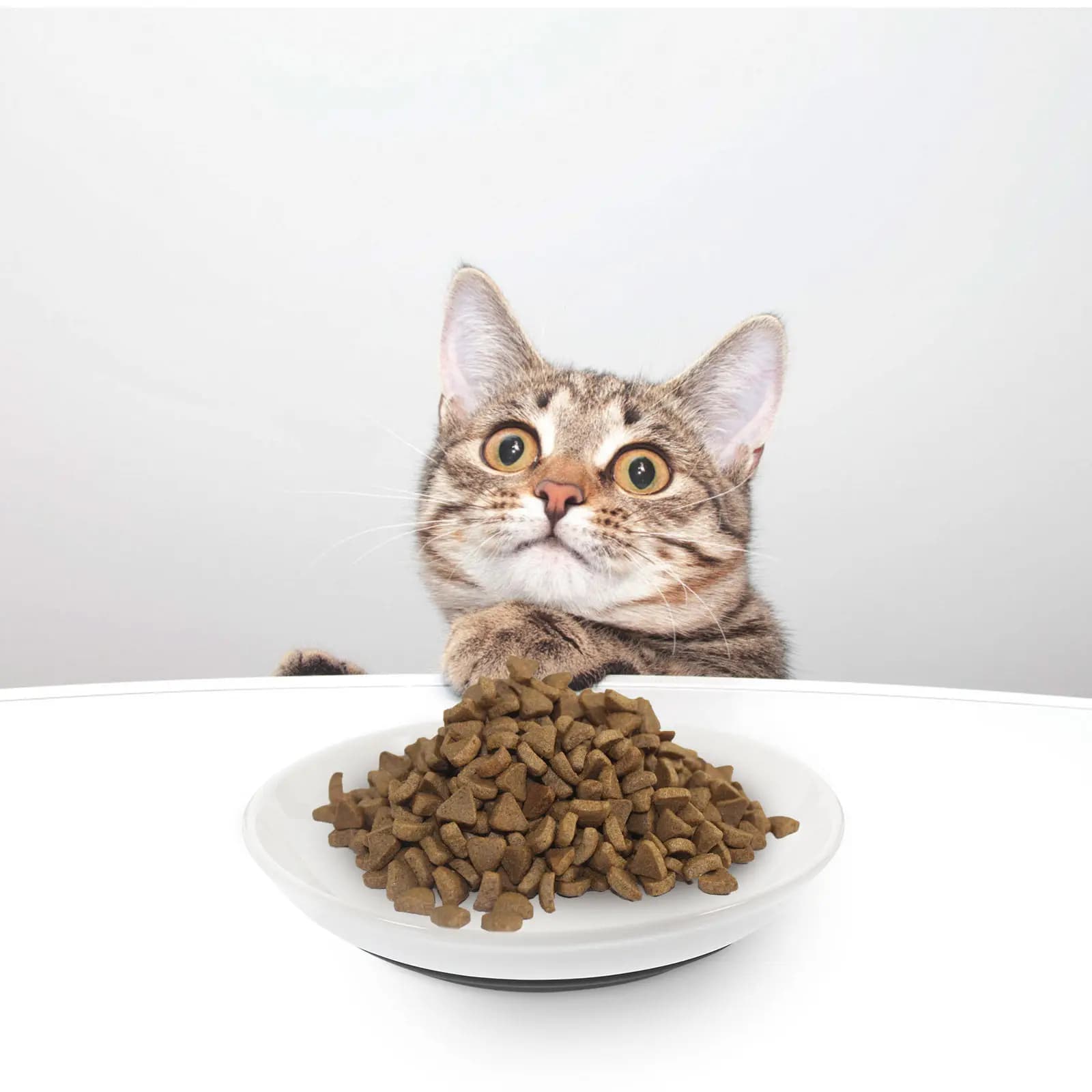 3Pcs Shallow Cat Bowls Ceramic Pet Feeder Wide Rim Nonslip Base Safe for Whisker Eating Cat Food and Water Bowl