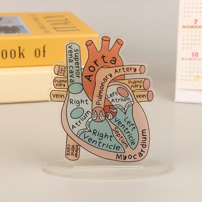 【Nice】Modello in acrilico di anatomia del cuore 2D - Strumento didattico educativo e decorativo per casa, ufficio, aula, clinica, studio medico