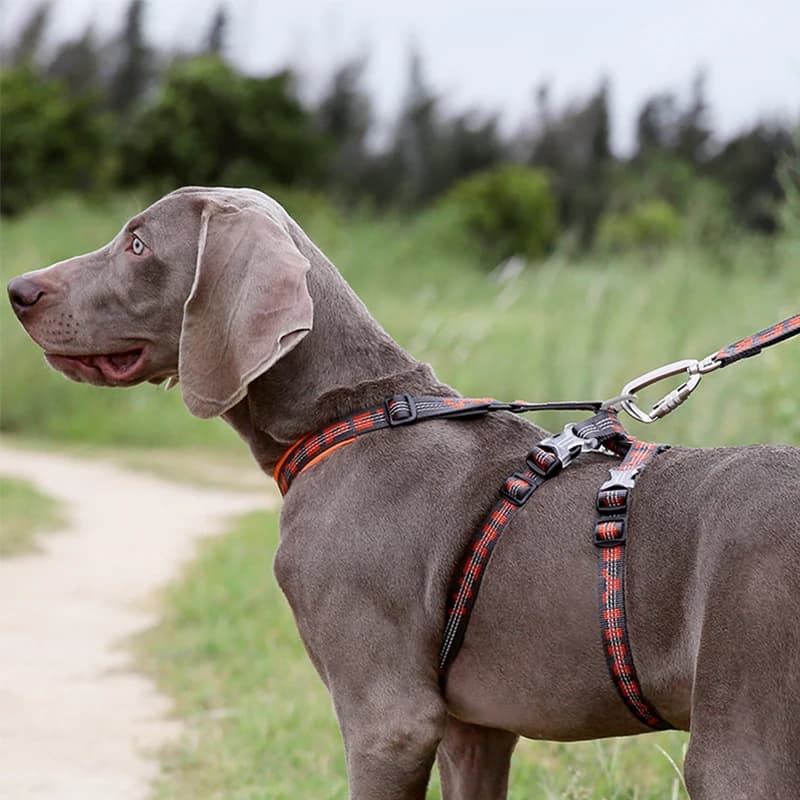 Winhyepet Pettorina per Addestramento Cani, Cinghie Riflettenti in Tessuto Resistente, Gilet Regolabile per Passeggiate, Accessori per Cani