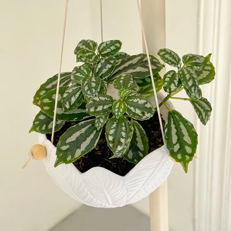 Elegante Fioriera Sospesa in Resina Bianca Testurizzata con Design a Piuma in Rilievo, Vaso per Piante da Balcone, Finestra, Montaggio a Parete, Giardinaggio Interno