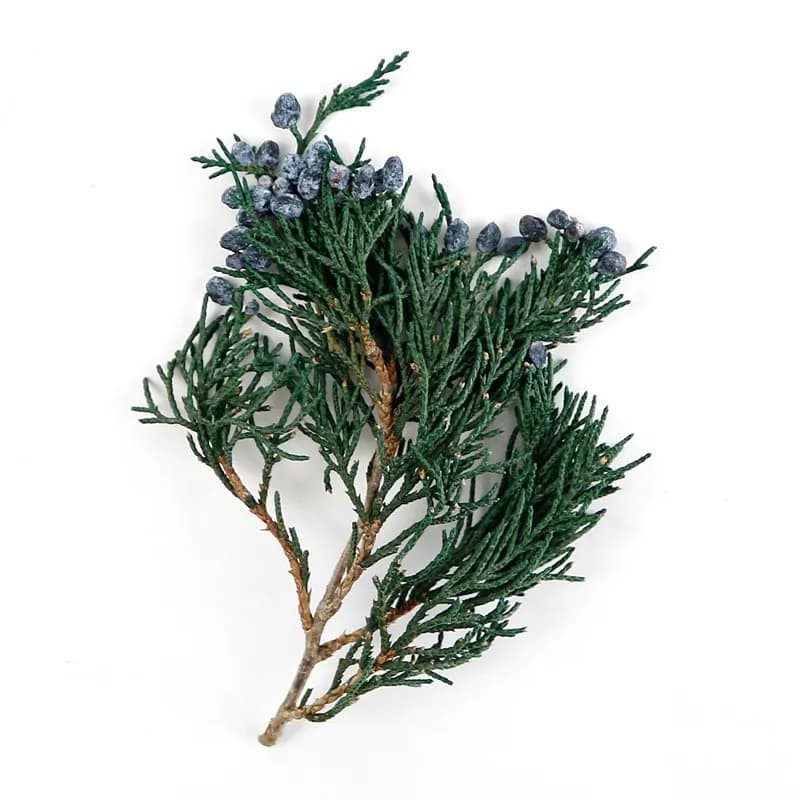 20 grammi di foglie di cipresso con frutta Confezione di materiale per ghirlande natalizie fai-da-te Fiori di cedro secchi Decorazioni festive per la casa