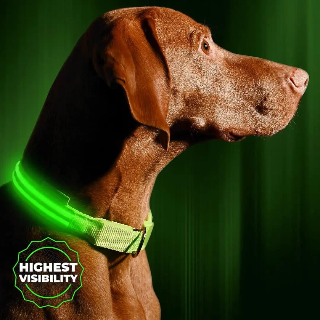Collare per cani a LED Vizpet, collare per cani illuminato regolabile USB ricaricabile Collari luminosi di sicurezza super luminosi per cani