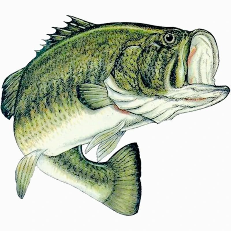 Wall decal for fish bass Decalcomania for fishing bumpers Big mouth Decalcomania for cars Car Truck Boat RV Rod Tackle Box 15CM PVCKK
