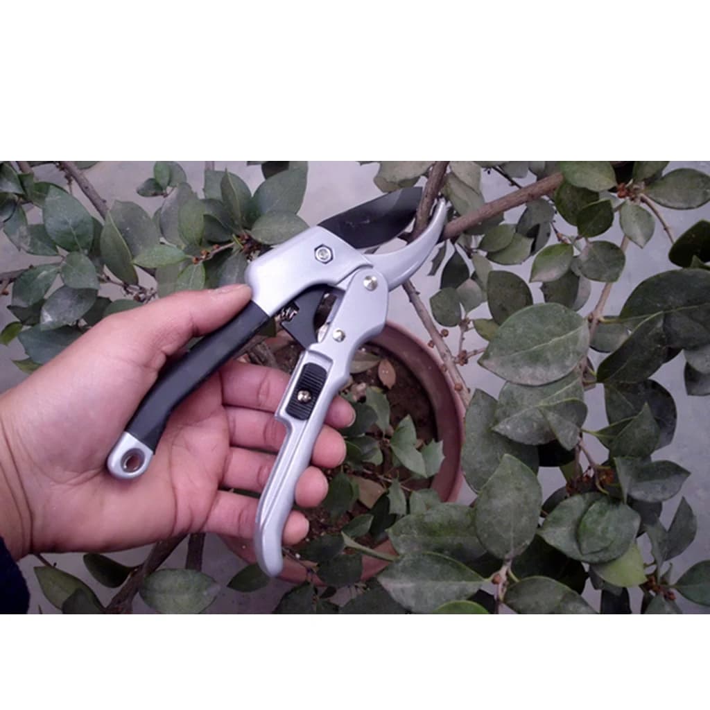 Curved pruning shears for shaping plants vines harvest fruit