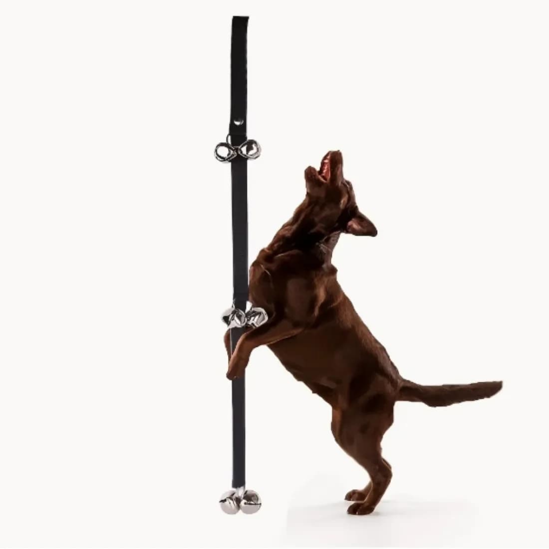 Accessori per l'addestramento dei cani, Guinzaglio per cani, Campanello per animali domestici, Forniture pratiche per l'addestramento dei cuccioli per l'uso quotidiano