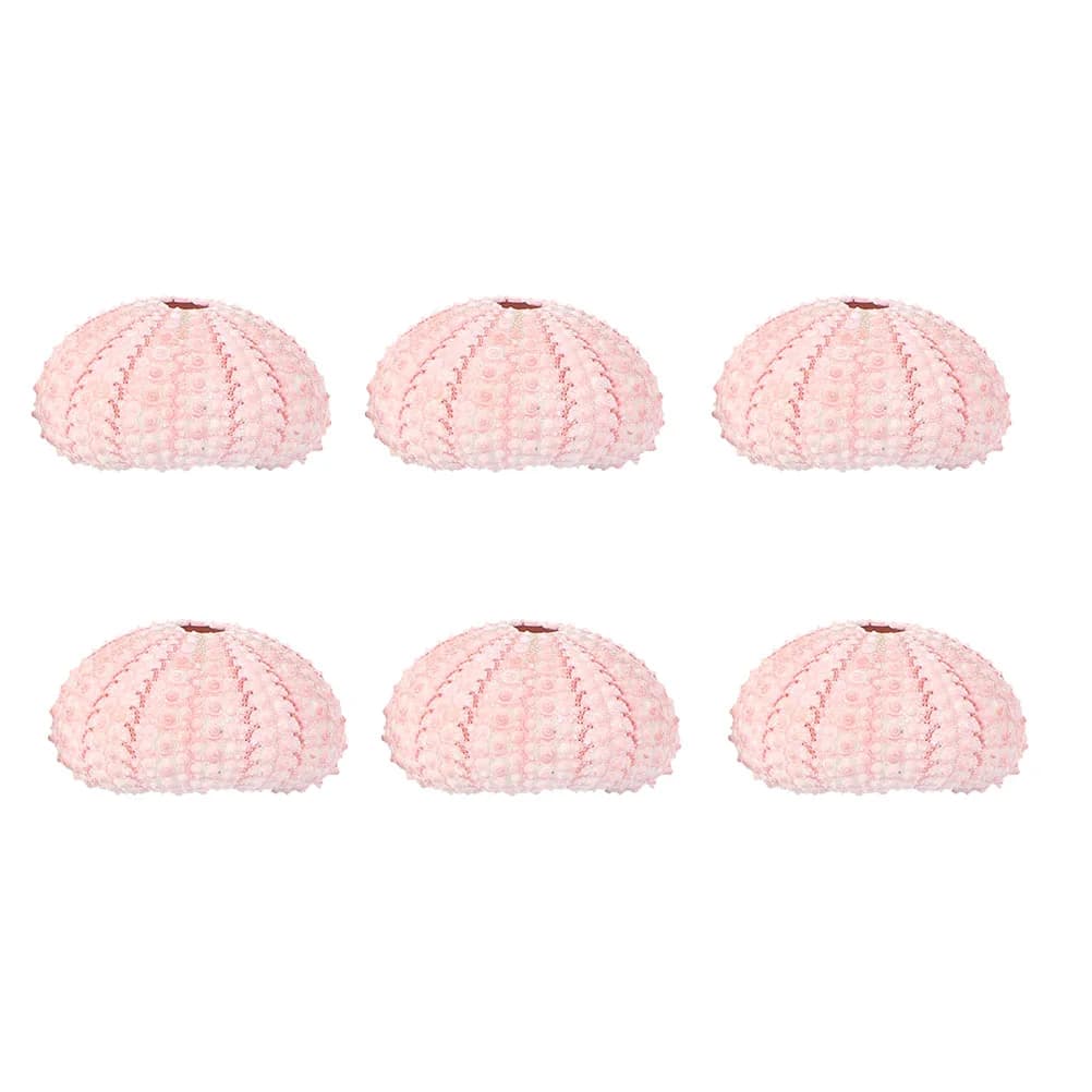 6 Pcs Decorate Sea ​​urchin Shell Indoor Plant Stand Fish Tank Shells Air Plants Pot