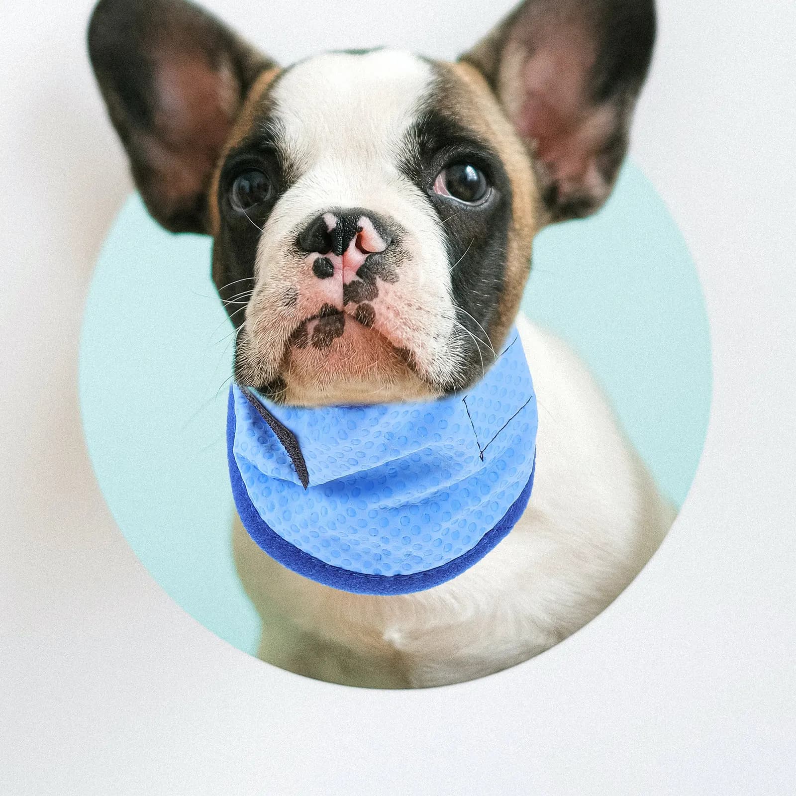 Pet Cooling Collar Ice Scarf Advanced Cold Technology Quick for Hot Cat Outdoor Walking Running