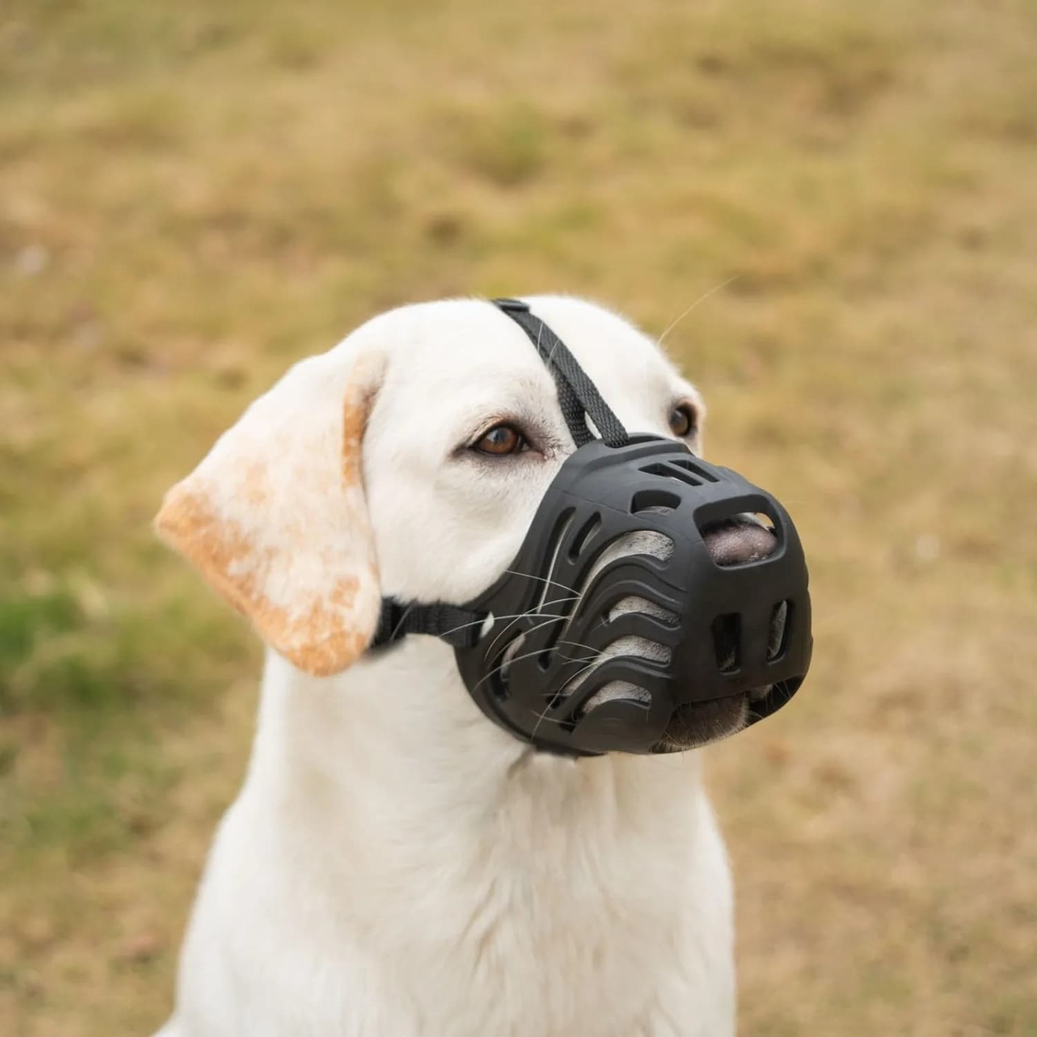 Museruola Sicura per Cani: Protezione Leggera e Traspirante per la Bocca del Cane, Anti-Morso, Anti-Abbaio, Anti-Raccolta Rifiuti e Anti-Masticazione