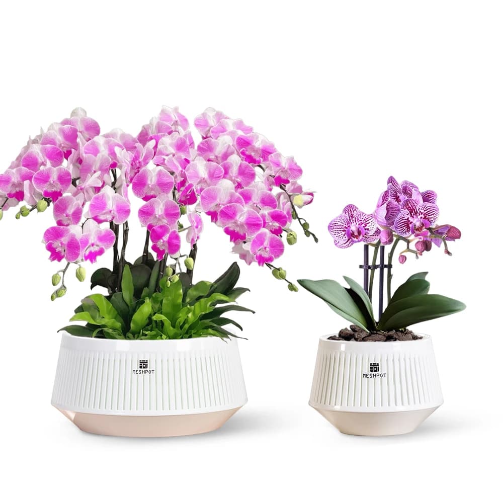 Vaso per orchidee con fori e piattini Vasi per piante per uso interno ed esterno, ritaglio dalla trama indossata dal vento che promuove la circolazione dell'aria