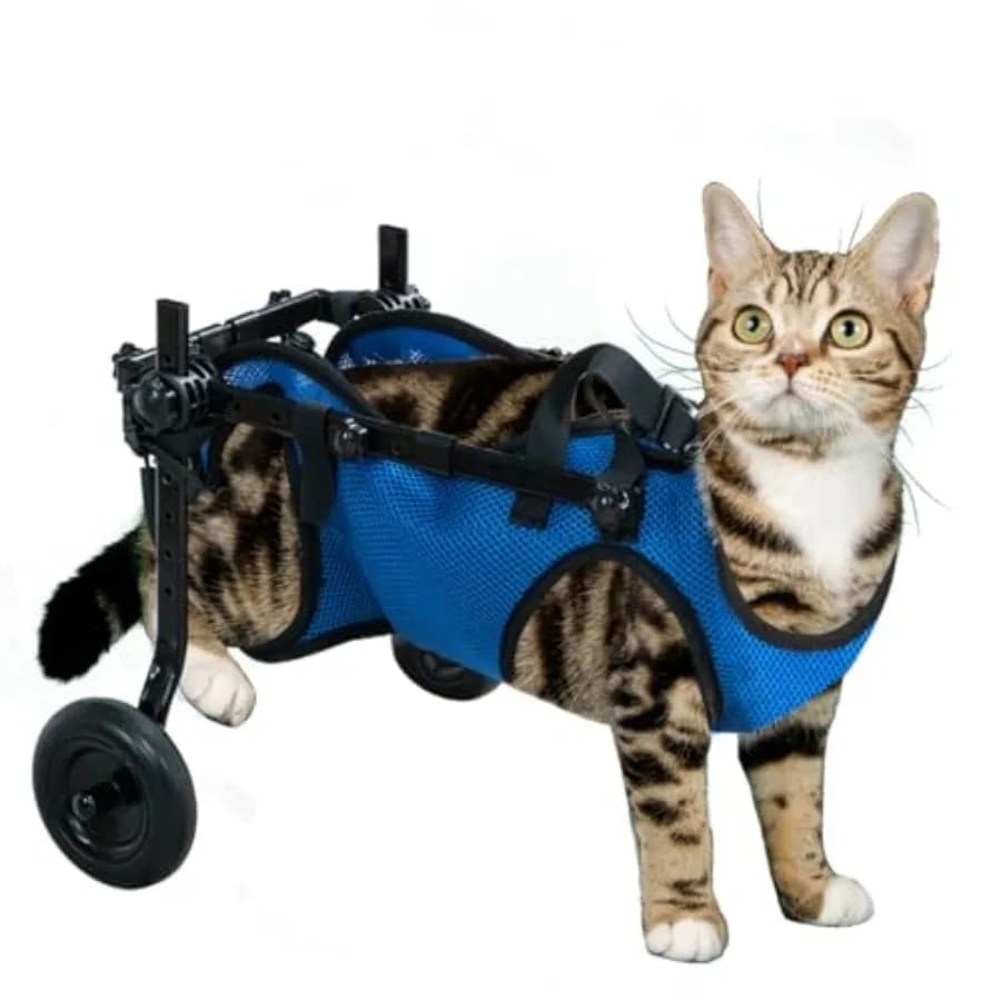 Carrozzina per animali domestici con supporto per zampe e fianchi, regolabile, per aiutare un animale paralizzato a rialzarsi.