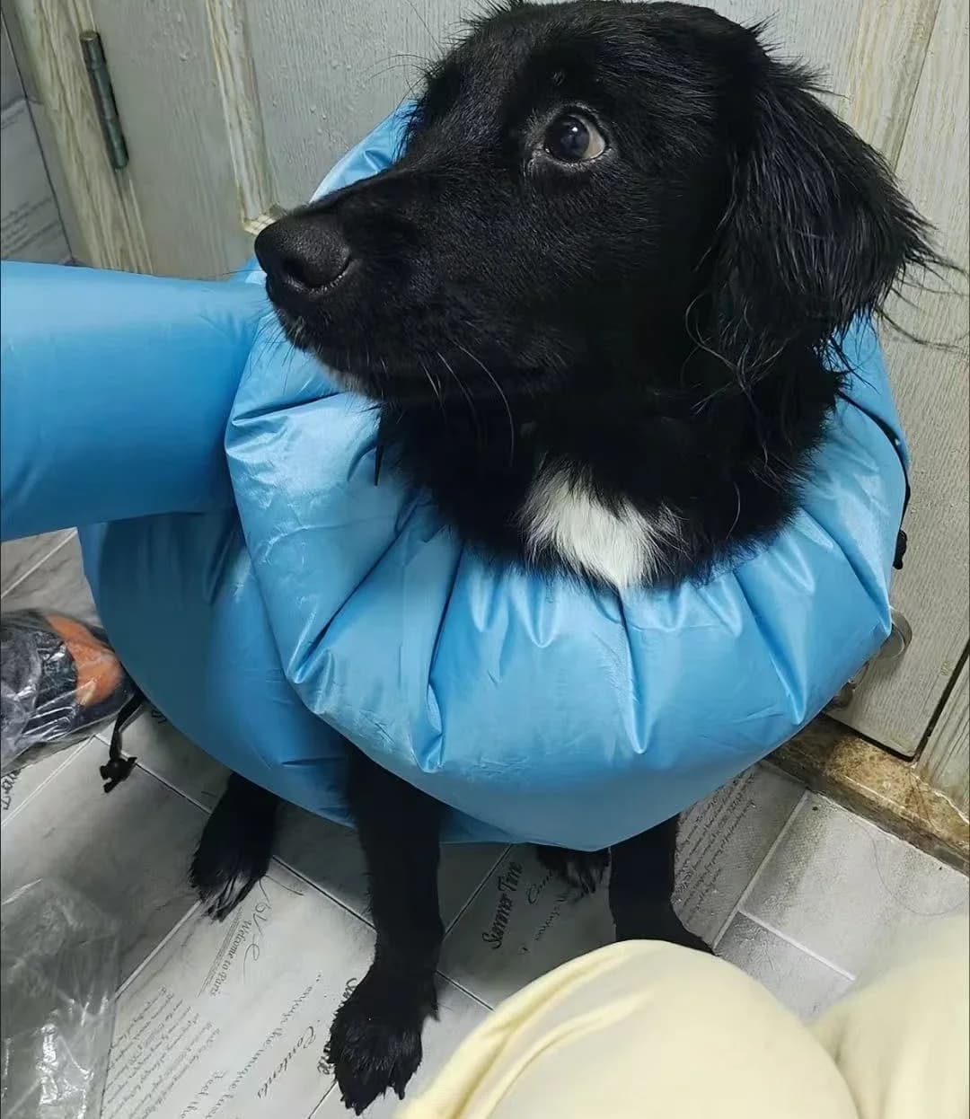 Pet Drying Bag Foldable Fast Hair Blowing Bag Breathable Grooming Beauty BagS For Dogs Cats Household Pet Drying Box