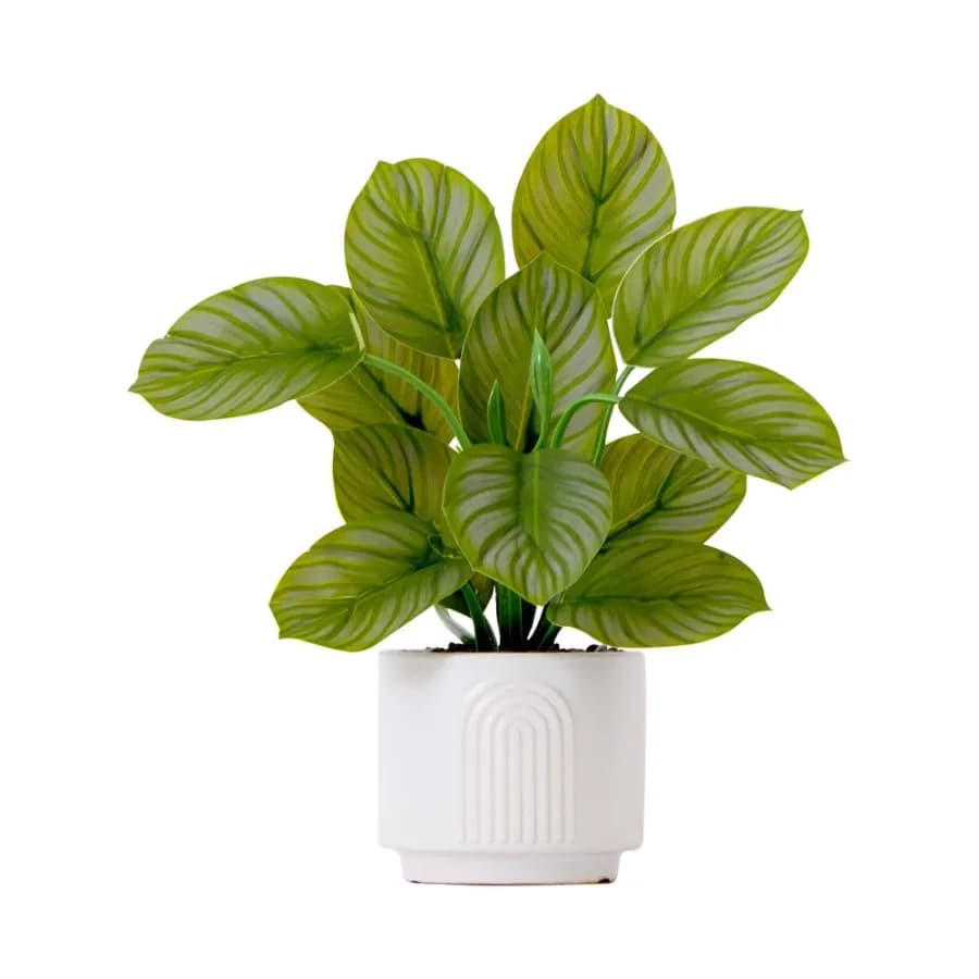 12in. Artificial Calathea Plant with Decorative Planter Green