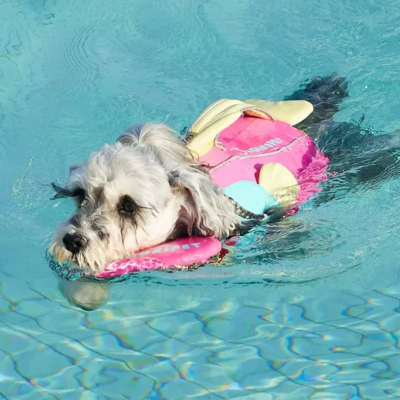 High Buoyancy Dog Life Jacket Summer Swim Vest for Bichon Schnauzer Adjustable Pet Flotation Suit for Pool Safety Gear for Puppy