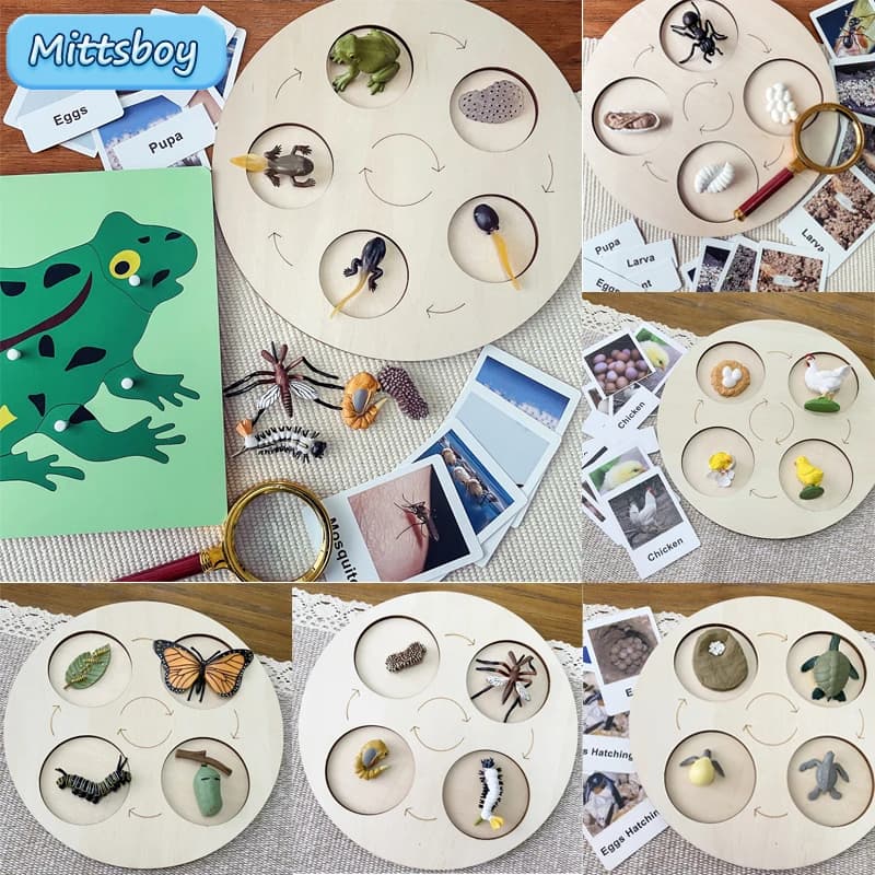 Montessori life cycle le cycle de vie English Placa De Video Frog Butterfly seed Cyclus Bij Ant supporti didattici giocattoli educativi