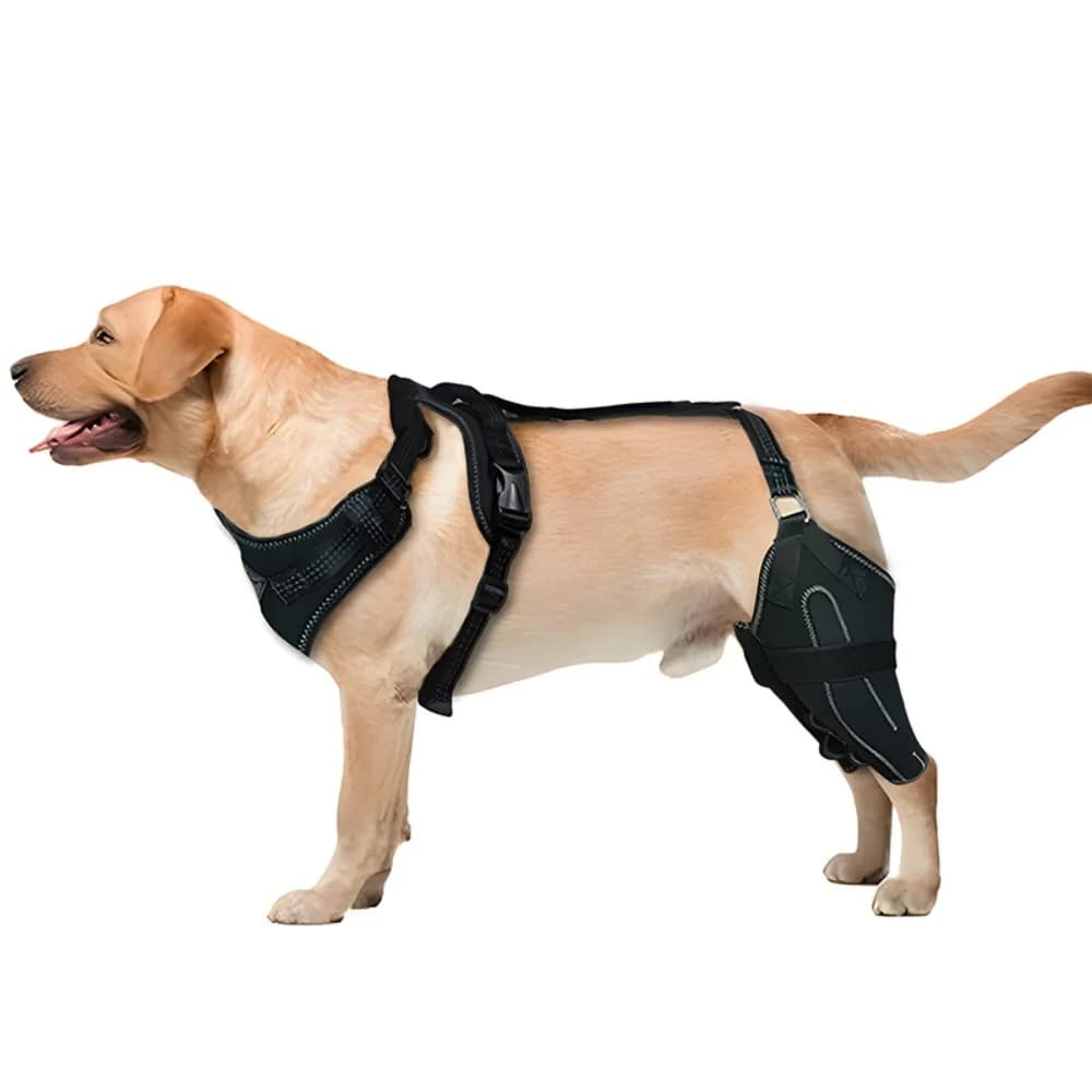 Riduce il dolore Gamba posteriore Gamba del cane Tutore Protezioni per le gambe del cane Cintura per riabilitazione del ginocchio del cane Cintura ausiliaria di supporto per tutore ACL per cani