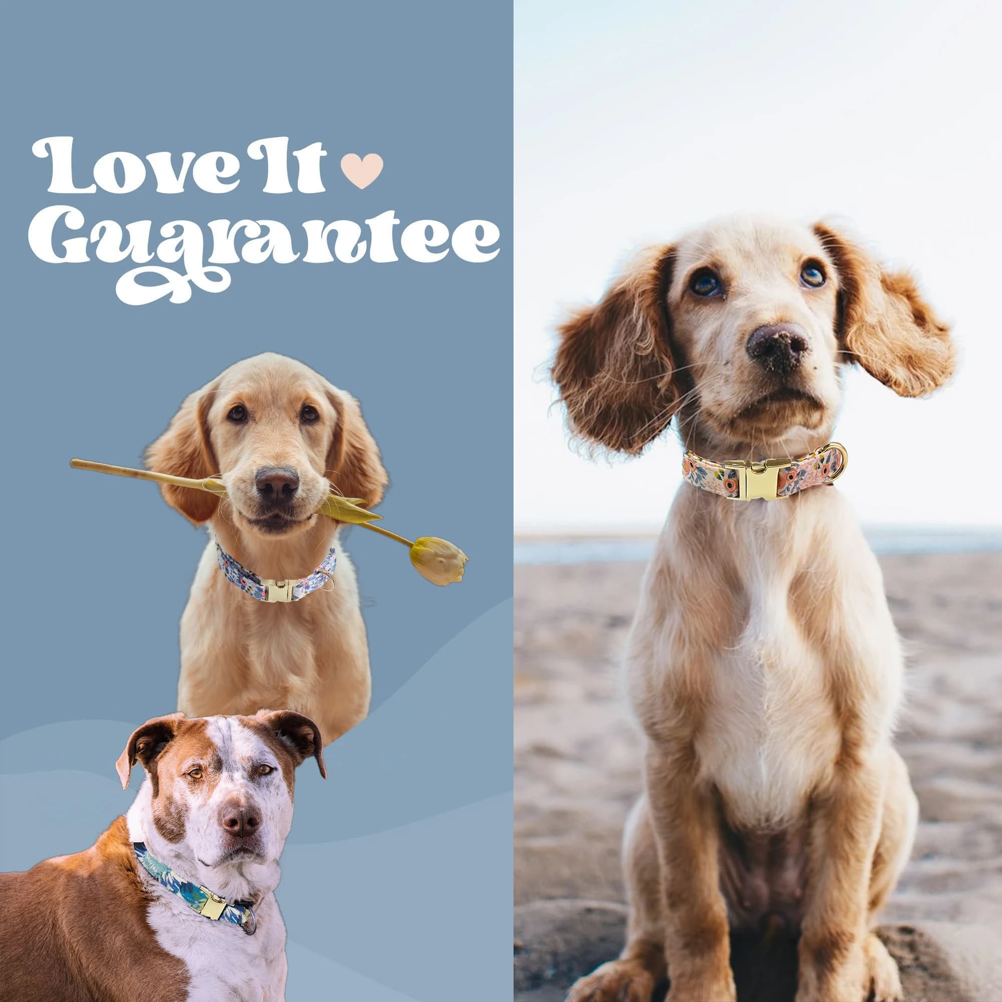 Collare per cani personalizzato con papillon e guinzaglio Set targhetta con nome per animali domestici incisa personalizzata Accessori per cuccioli morbidi regolabili 4 colori