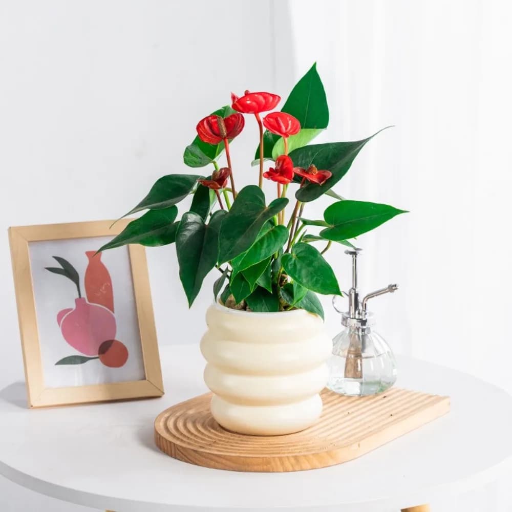 New Transparent Hydroponic Flowerpot Plastic Removable Hanging Planters Self Watering Mini Succulent Planter