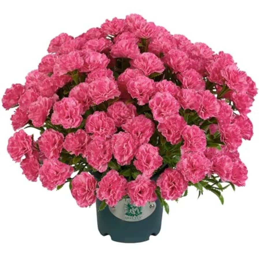 Pianta Artificiale di Garofano Rosa in Vaso 17'' - Fiori Finti per Esterni, Ideali per Portico, Patio e Giardino