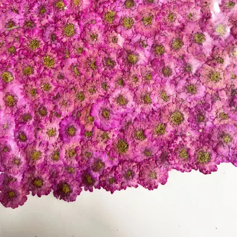 Fiori Secchi di Camomilla a Doppio Petalo, Margherite Pressate, Materiali Fai-da-Te per Resina, Decorazioni, Campioni Vegetali, Fiori Secchi per Nail Art, 100 Pezzi