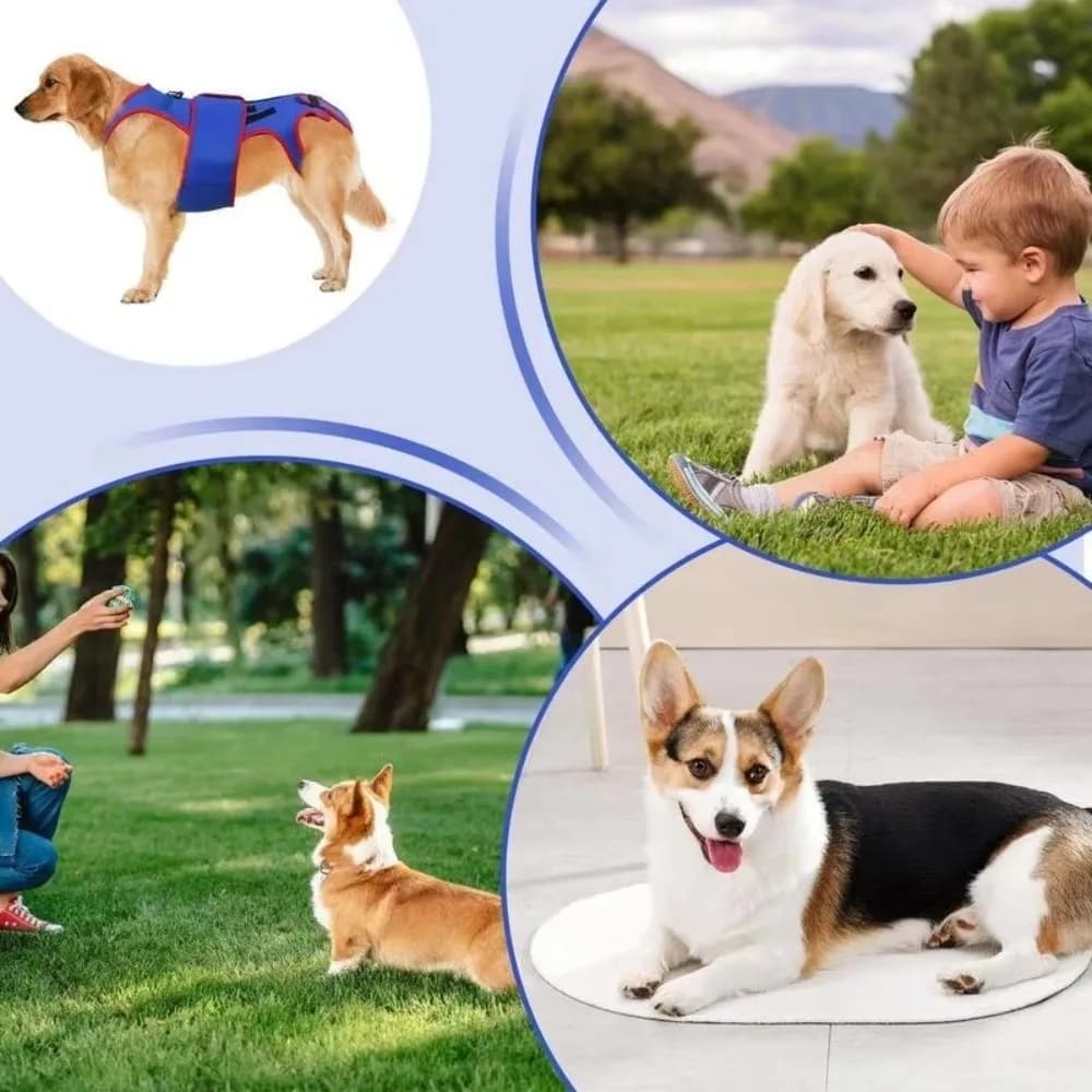 Supporto Lombare Regolabile per Cani, Traspirante e Rinforzato, Abbigliamento Lenitivo, Protezione Dorsale, Imbracatura Confortevole per Animali Domestici, per Esterni