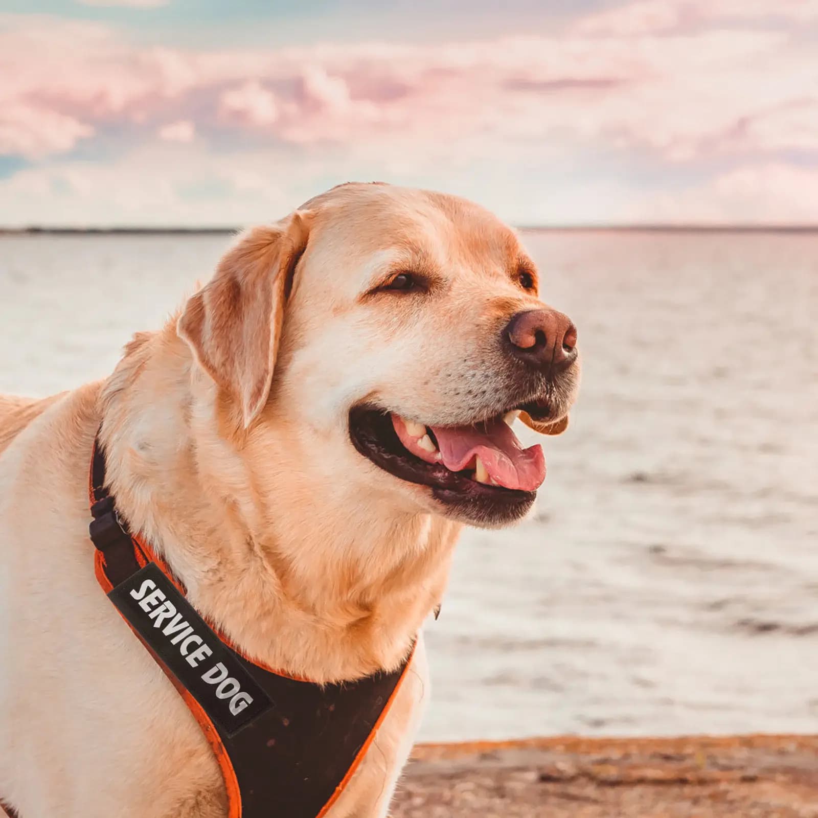 2 Pezzi Patch Riflettenti Rimovibili per Cani, Adesivi per Pettorina, Patch Traspiranti e Comode per Cani da Servizio