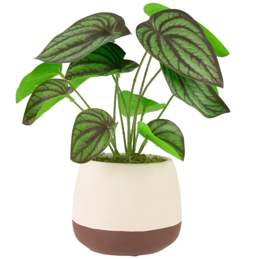 Artificial Peperomia Plant in Two-Tone Ceramic Pot - 10.25"