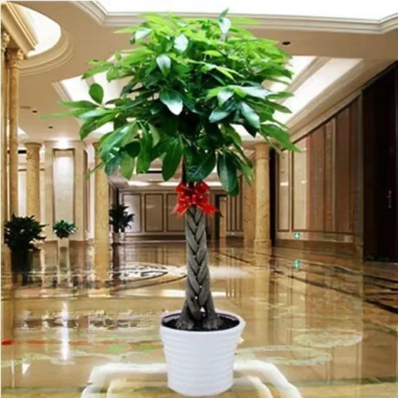 Bonsai Good luck with Flowers, Big Green Plant in Indoor Vase, Tree of Fortune for Stay