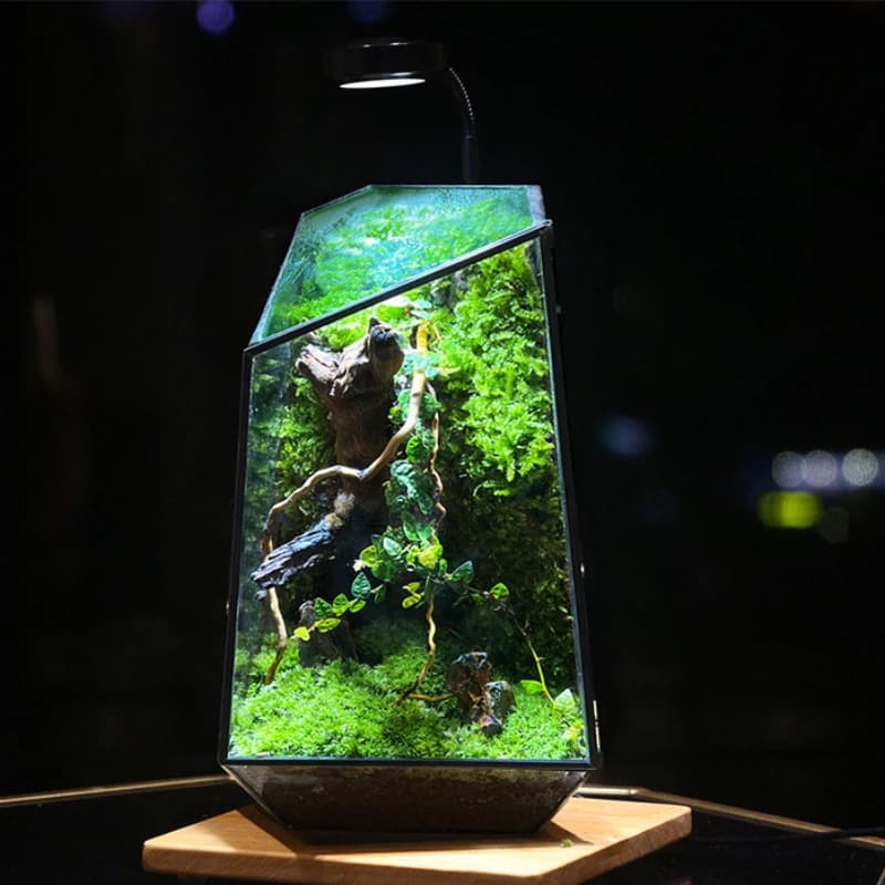 Micro paesaggio fioriera muschio foresta pluviale serbatoio geometrico sala da fiori in vetro vaso ecologico irregolare vaso per piante acquatiche succulente