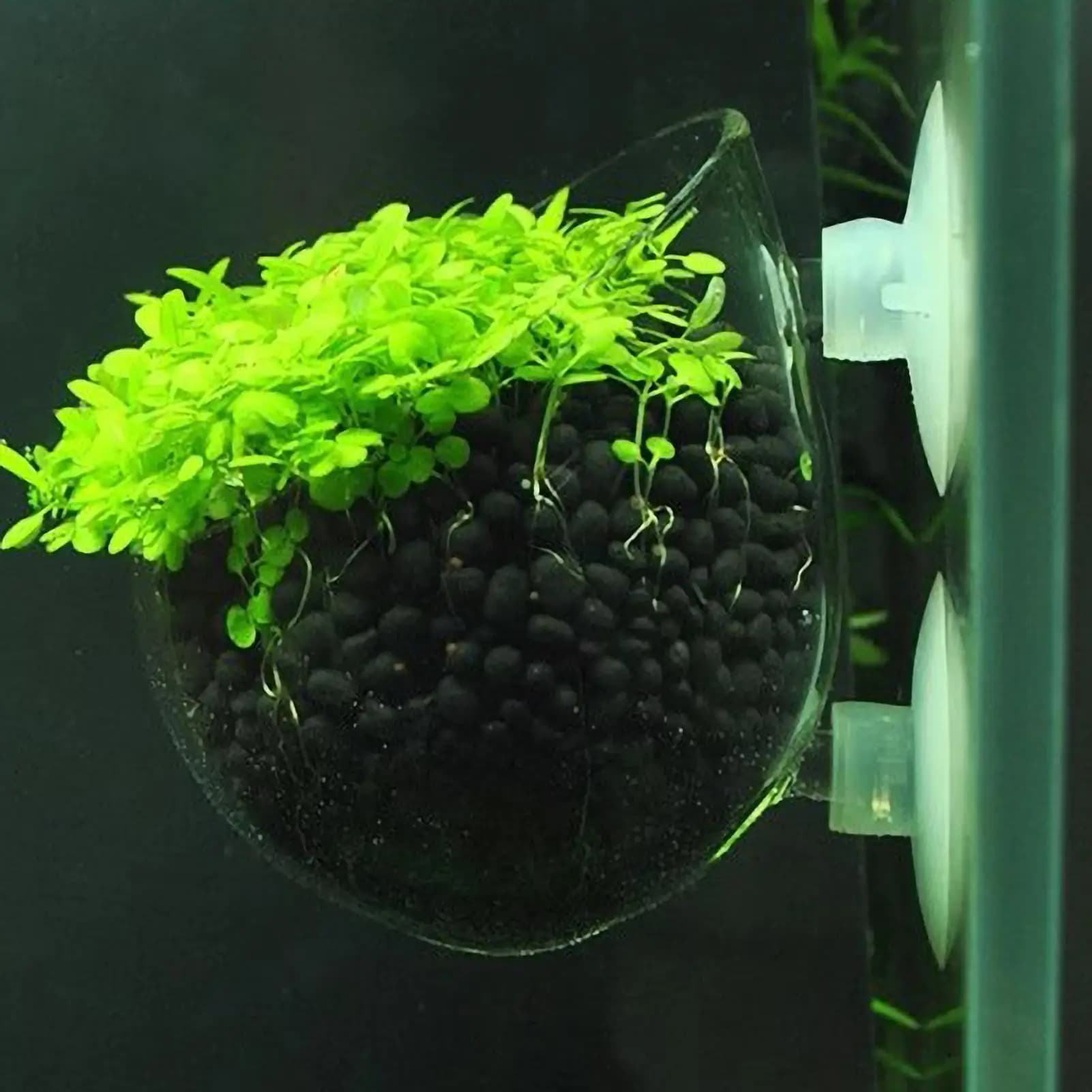 Supporto per Piante Acquatiche in Vetro con Ventose, Vaso per Piante Vive, Decorazione per Acquario