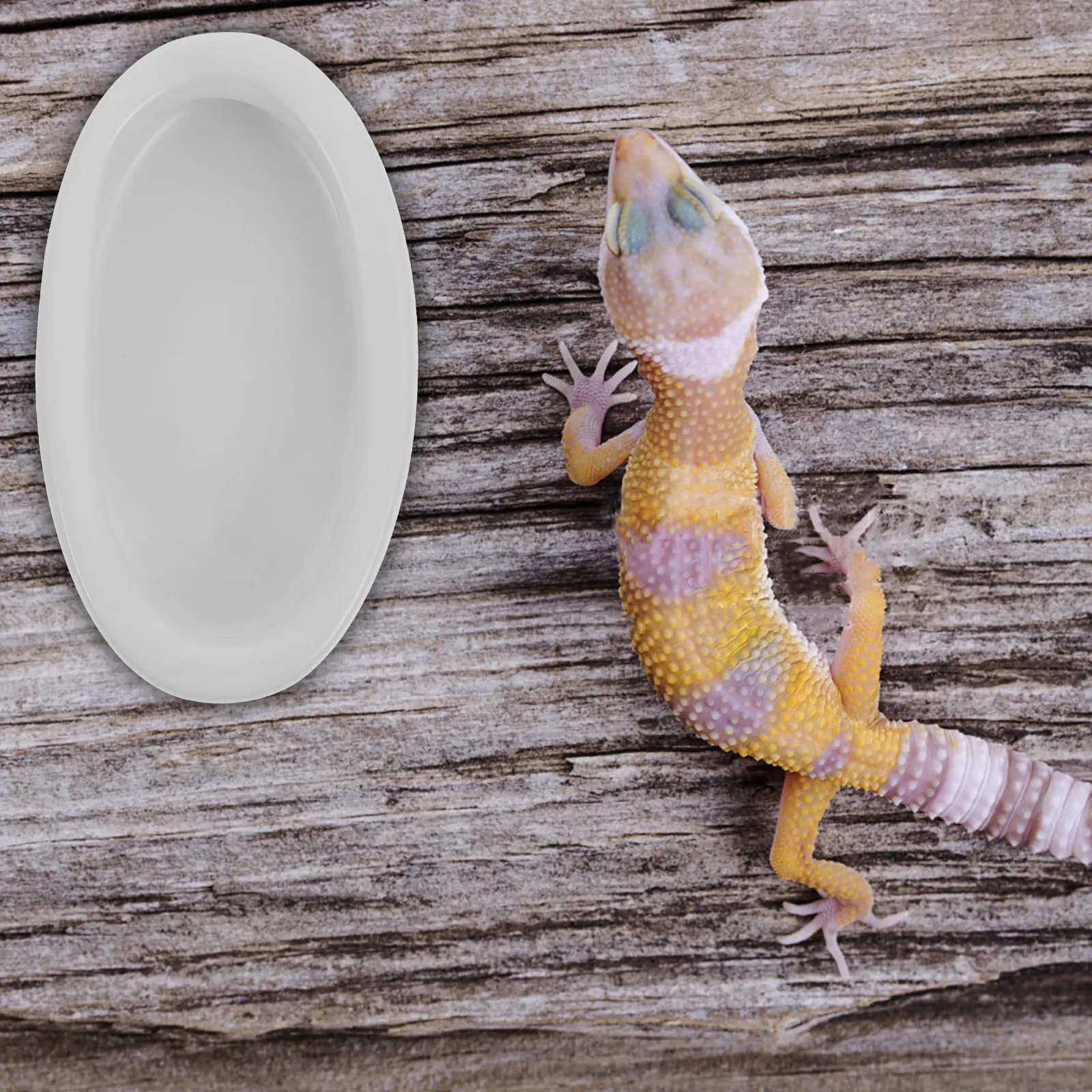 2 Pezzi Ciotola in Ceramica per Rettili, Contenitore Ovale Antiscivolo per Alimenti e Acqua, Accessori per l'Alimentazione di Lucertole e Tartarughe