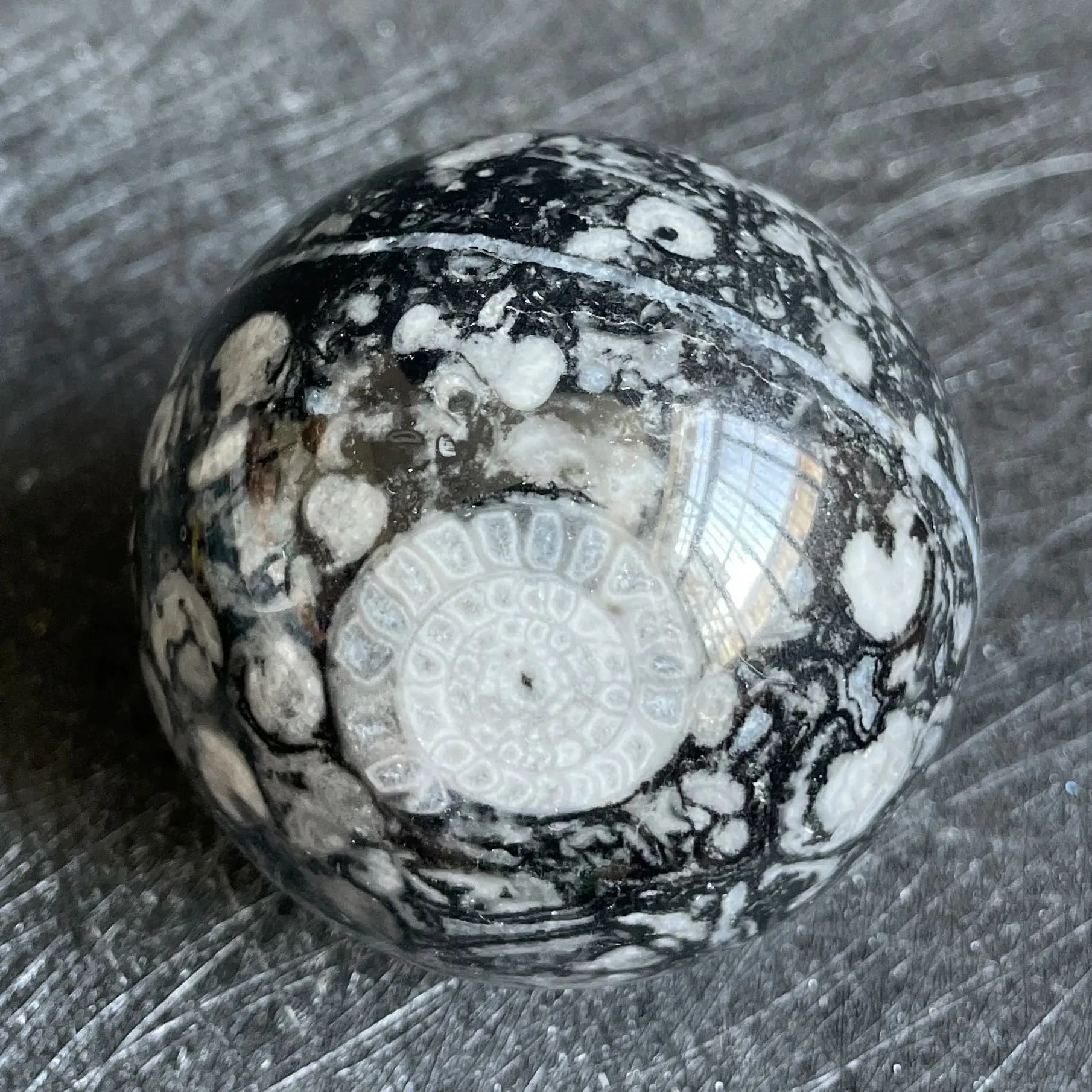 Pietra naturale Ammonite Conchiglia Quarzo Sfera Lucida Decorazione della casa Sfera di cristallo Roccia Regalo di guarigione Reiki