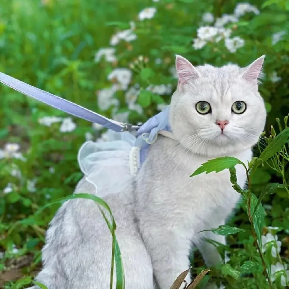 Simpatico guinzaglio per gatti in stile principessa, regolabile, in nylon traspirante, con fiocco, corda di trazione per cani e gatti