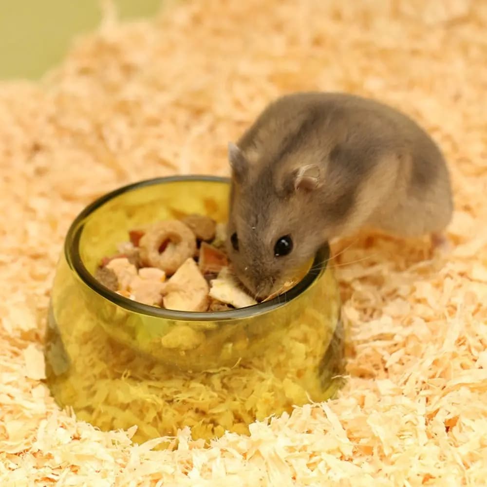 Bacino per alimenti per criceti portatile resistente ai morsi Ciotola per acqua per criceti in plastica trasparente Ciotola per alimentazione per animali domestici antiscivolo