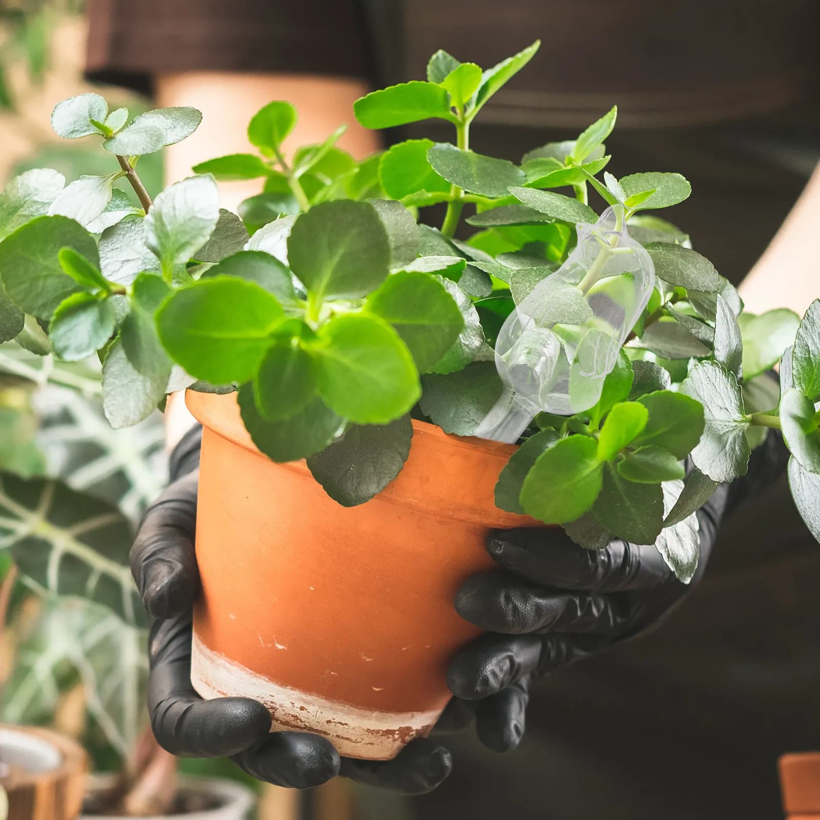 Globi in Vetro per Auto-Irrigazione, Dispositivo Automatico per Piante in Vaso, Bonsai da Giardino, Irrigatore Automatico per Piante Domestiche