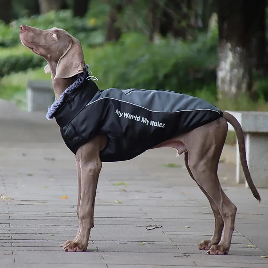 Cappotto Riflettente per Cani con Guinzaglio, Elegante Maglione per Cani per Uso Quotidiano e Interno, Modello Maschio Multiuso