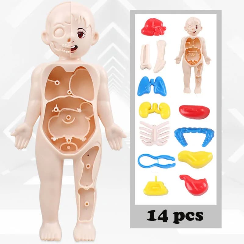14 pezzi/set puzzle 3D modello di anatomia umana, giocattolo di assemblaggio di organi, strumento didattico per organi umani, giocattolo educativo, modello del corpo reale