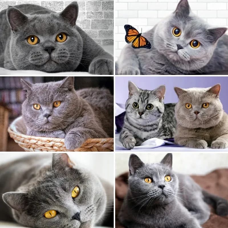 5D Diamond Painting Scottish Fold Cat Picture of Rhinestones Diamond Embroidery British Gray Cat Cross Stitch Mosaic Handmade