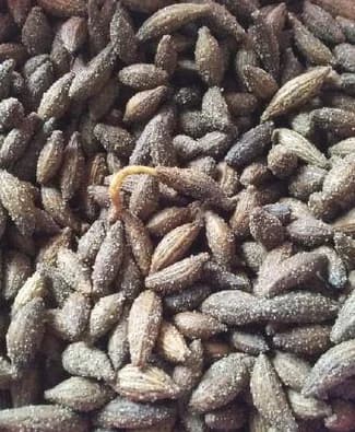 179 white seeds of sweet wormwood of Iberis Amara - a plant for cover of cold-resistant soil with lively white flowers in the garden.