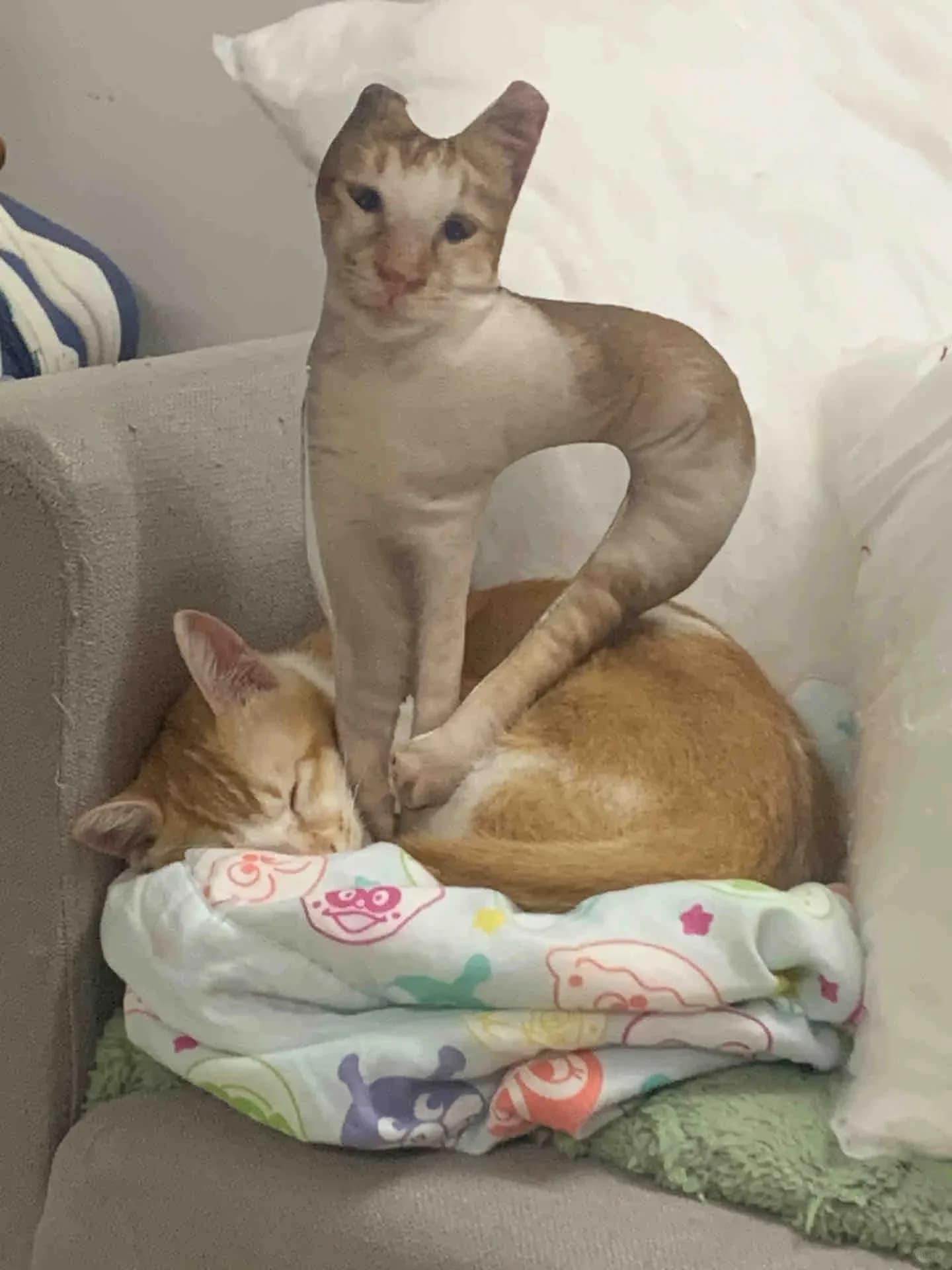 Cuscini di peluche brutti e divertenti personalizzati senza bordi bianchi, personalizzati con forme astratte e divertenti di foto di animali domestici per le tue foto