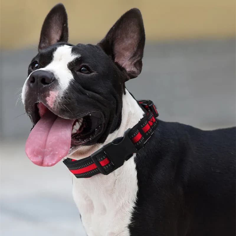 Collare per cani collari in Nylon per cani che camminano collare per animali domestici impermeabile collari per cani riflettenti catena di imbracatura per cani regolabile prodotto per animali domestici