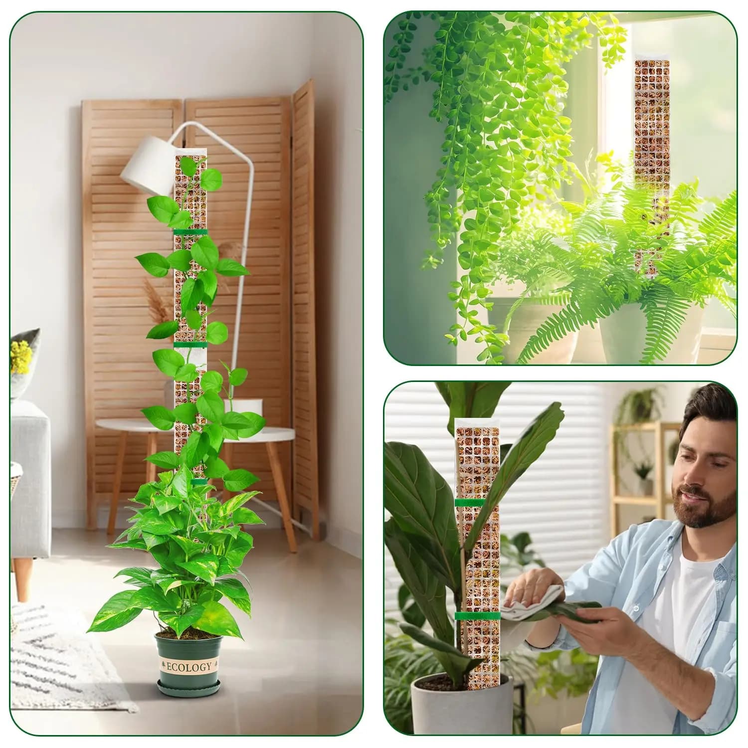 Pali di supporto per piante rampicanti, accessori per bonsai e vasi, tutori per la crescita delle piante in fioriere