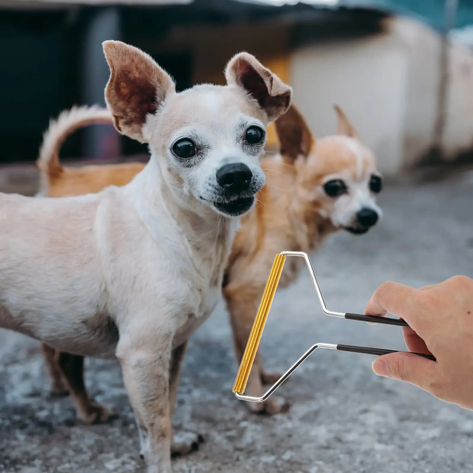 2 pezzi Rullo levapelucchi in metallo a doppia faccia per la rimozione di pelucchi e peli di animali domestici da cappotti di lana e vestiti