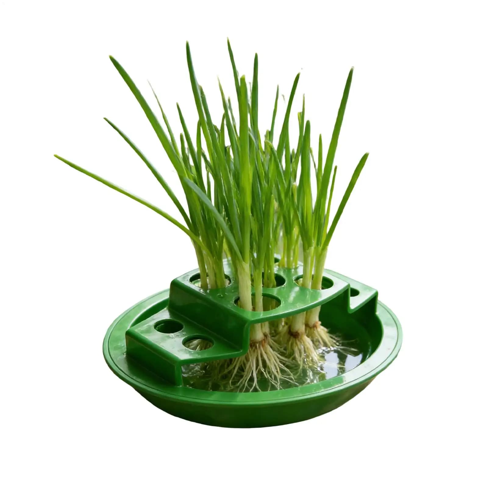 Vase for hydroponic green onions with radical stimulation, shelves for plants, trays for plants for home, interior, kitchen, corner window, patio, onions and vegetables