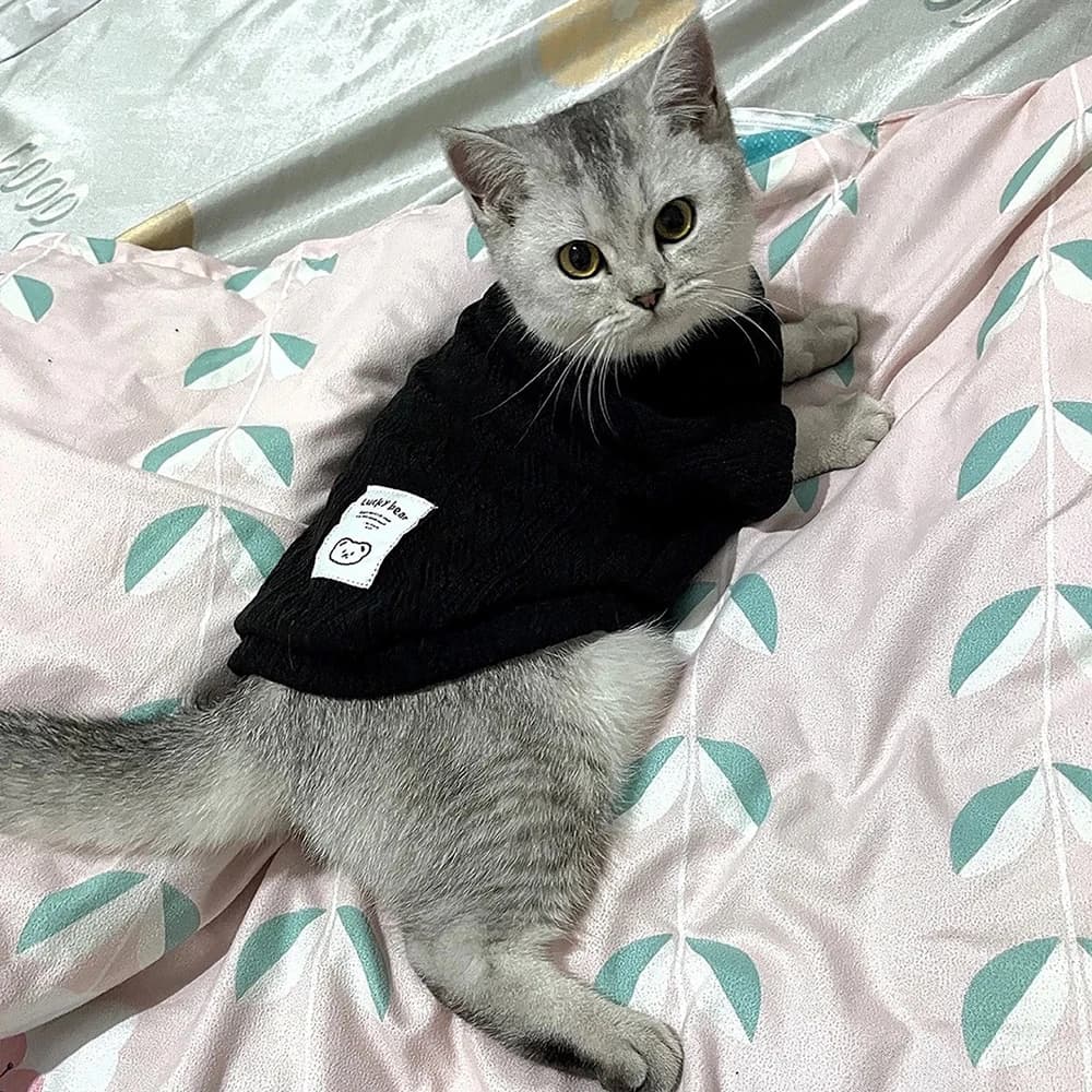Primavera Inverno Sphynx Vestiti per gatti Caldo maglione lavorato a maglia per animali domestici per gatti Gotas Pullover per cani mascotas Abbigliamento Costume katten kleding