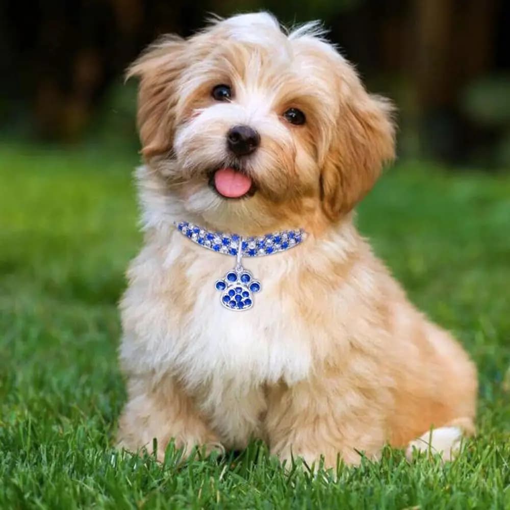 Collare per Gatti e Cani Piccoli con Strass Luccicanti e Impronte di Gatto, Accessori per Animali Domestici