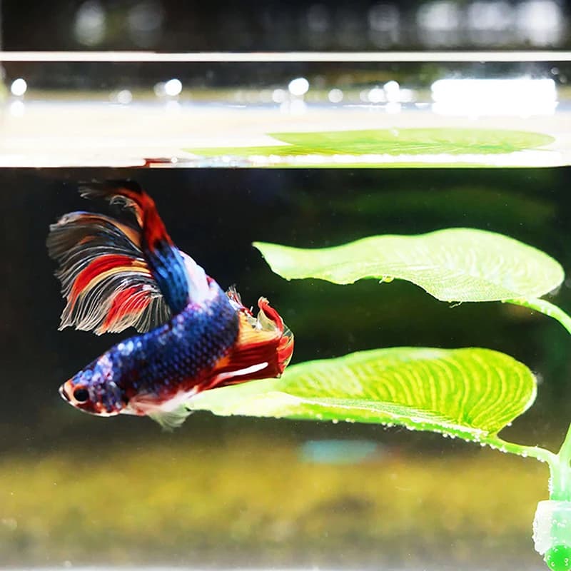 1 Pezzo Foglia Artificiale per Acquario, Decorazione per Pesci Betta, Pianta Ornamentale per Riposo e Riproduzione, Foglia per Gioco, Relax e Nascondiglio per Pesci, Amaca a Foglia