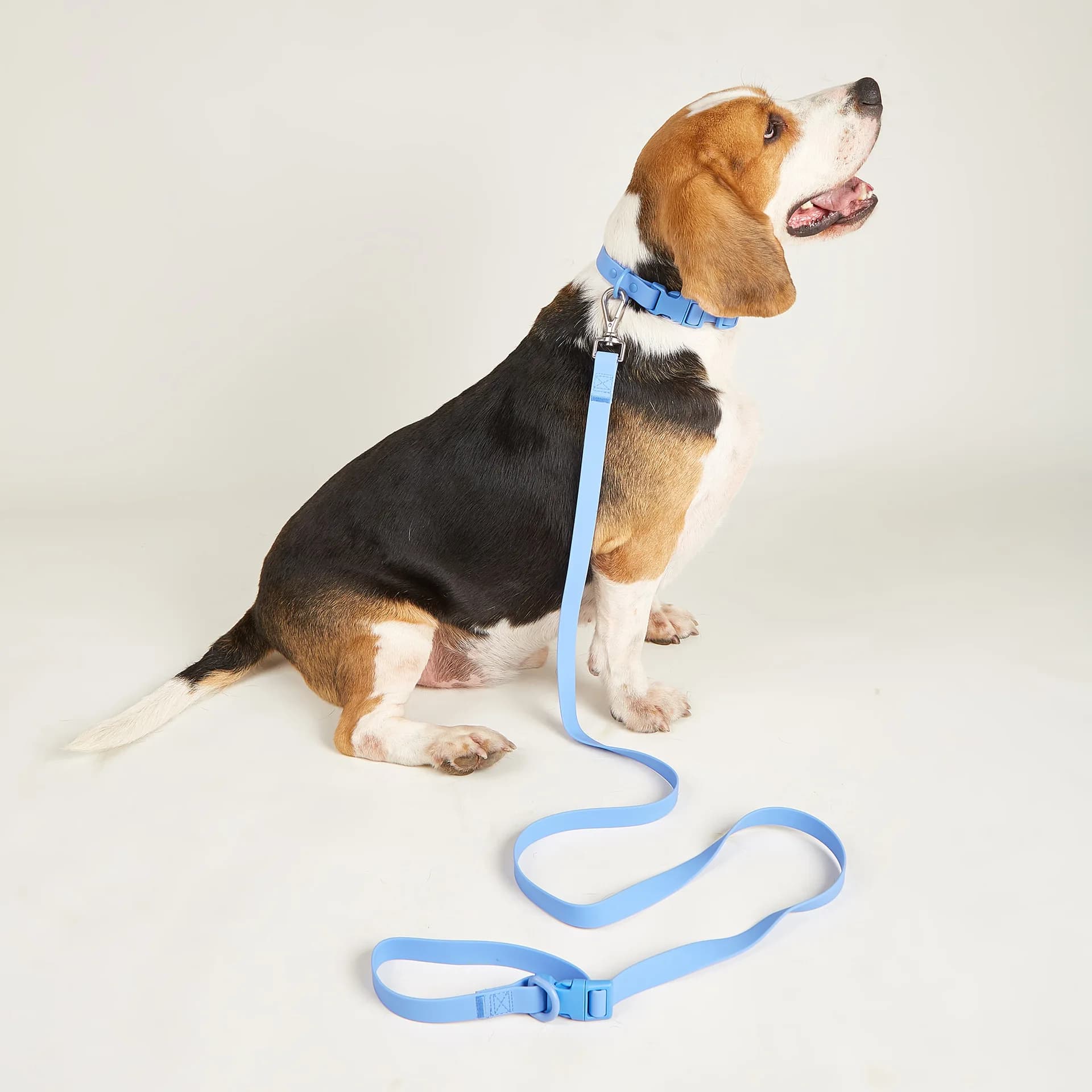 Set di collari per cani in PVC impermeabile con coulisse, collare per animali domestici color macaron con guinzaglio comodo e morbido